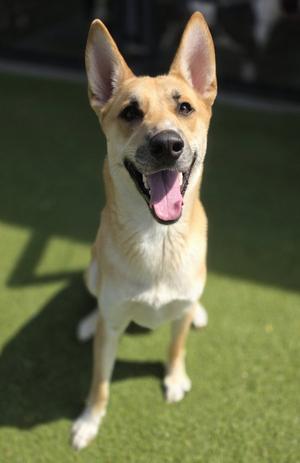 Ozzie, Siberian Husky, young, available for adoption