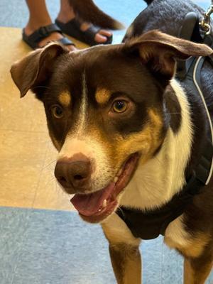 Mosey, Australian Shepherd, adult, available for adoption