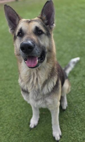 Gunther, German Shepherd Dog, adult, available for adoption