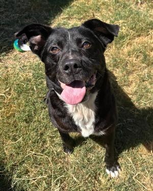 Bennie, Labrador Retriever / Border Collie, adult, available for adoption