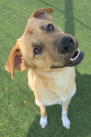 A light brown dog with white paws and a black nose is standing on a green grassy surface, looking up with its mouth slightly open, showing its teeth.