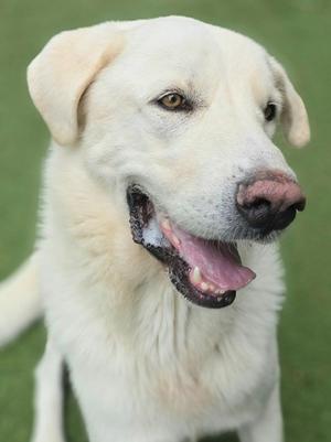 George, Great Pyrenees, adult, available for adoption