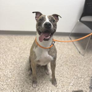 A brindle and white dog with a pink tongue sticking out, wearing an orange collar and leash, sitting on a carpeted floor.
