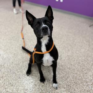 Declan, Collie, Border, adult, available for adoption