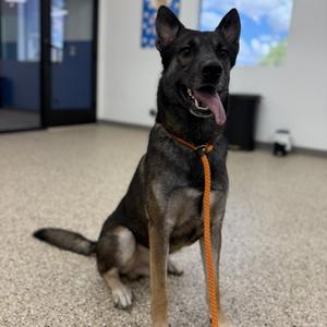AMADEUS, Shepherd, adult, available for adoption