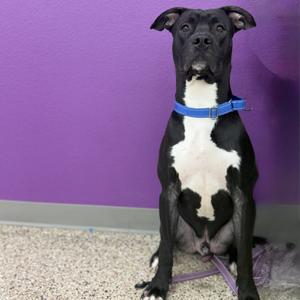 Boone, Terrier, Pit Bull, adult, available for adoption