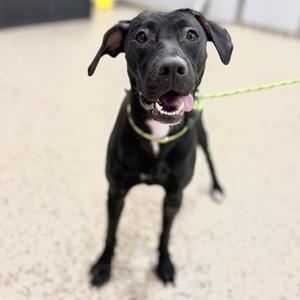 black dog on a leash