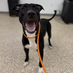 Colter, Terrier, American Pit Bull, adult, available for adoption