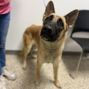 Ginger, Shepherd, adult, available for adoption