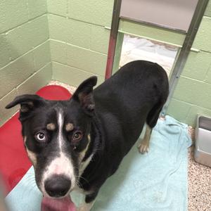 Forte, Shepherd, Australian, adult, available for adoption