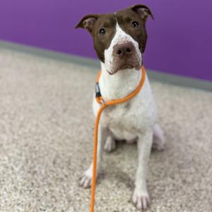 A brown and white dog sitting on a carpeted floor with an orange leash around its neck, against a purple wall.