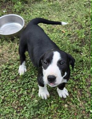 Spotted Cow, Pit Bull Terrier, puppy, available for adoption