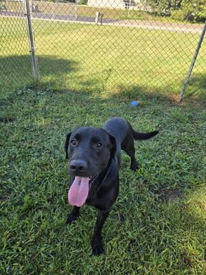 A black dog with its tongue out, standing on grass in a fenced area.