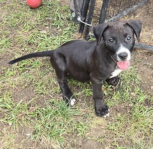 black puppy with white markings standing on grass