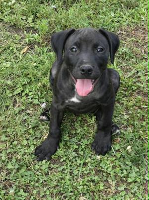 Hennessy, Pit Bull Terrier, puppy, available for adoption