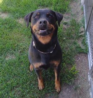 A black and tan Rottweiler dog standing on grass, looking up with its mouth slightly open, wearing a collar.