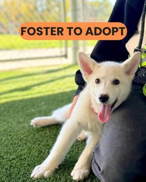 Georgie, Mixed Breed, puppy, available for adoption