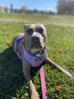 Baby, Bulldog Mix, adult, available for adoption