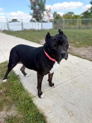 Amari, Bulldog Mix, adult, available for adoption