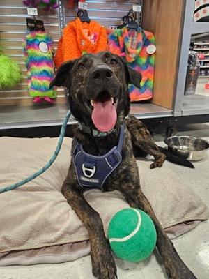 Taz, Belgian Malinois Mix, young, available for adoption