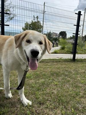 Abigail, Alaskan Malamute and Great Pyrenees, young, available for adoption