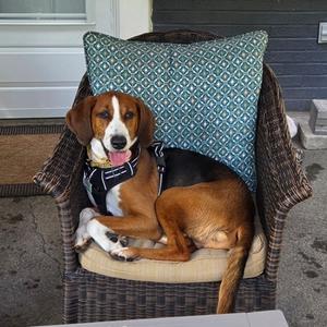 Fynn, American Foxhound Mix, adult, available for adoption