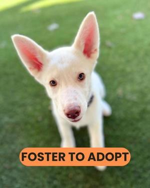 Winnie, Mixed Breed, puppy, available for adoption