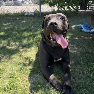 Stormi, American Bully, adult, available for adoption