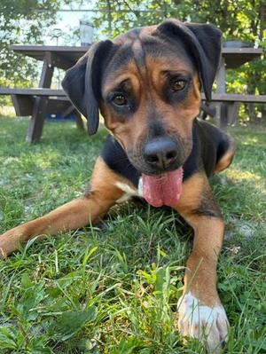 Roxy, Rhodesian Ridgeback / Rottweiler, adult, available for adoption
