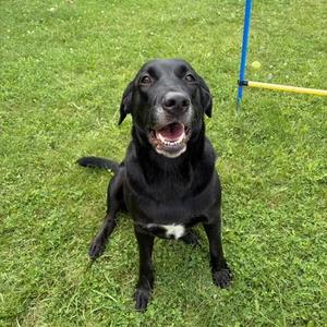 Abigail, Black Labrador Retriever, adult, available for adoption