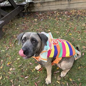 A dog wearing a colorful striped shirt, sitting on grass with its tongue out.