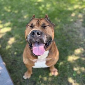 A happy dog with its eyes closed and tongue out, sitting on grass.