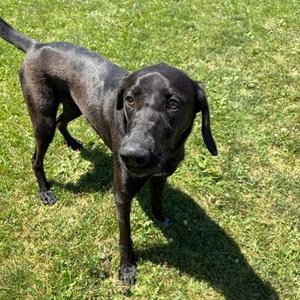 Ursa - Foster Placement Needed, Turkish Kangal / German Shorthaired Pointer, adult, available for adoption