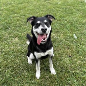 A black and white dog sitting on green grass with its tongue hanging out.