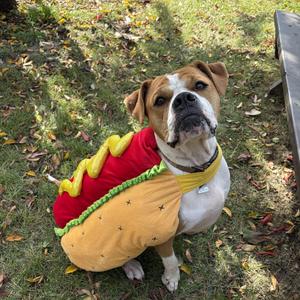 Tucker - Foster to Adopt, American Bulldog, adult, available for adoption