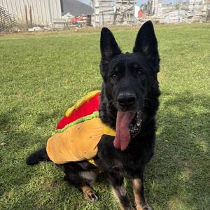 Nova - Foster to Adopt, German Shepherd Dog, senior, available for adoption