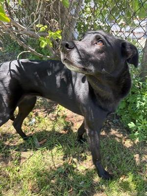 Summer, Black Labrador Retriever, senior, available for adoption