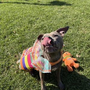 Orla- Foster to Adopt, American Bully, adult, available for adoption