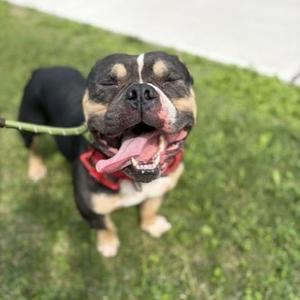 Pork chop- Foster To Adopt, American Bully, adult, available for adoption