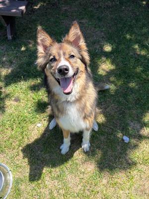 Kiki, Collie / Husky, senior, available for adoption