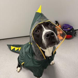 Dingo- Foster to Adopt, American Bully, adult, available for adoption