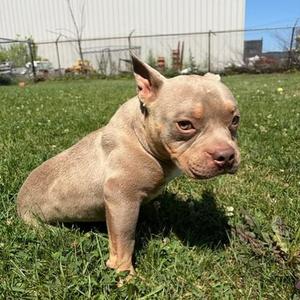 Hank- Foster To Adopt, American Bully, young, available for adoption