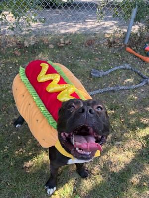 Robbie- Foster to Adopt, American Bully, adult, available for adoption