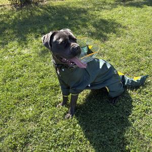 Anzo- Cost of a License, Cane Corso, young, available for adoption