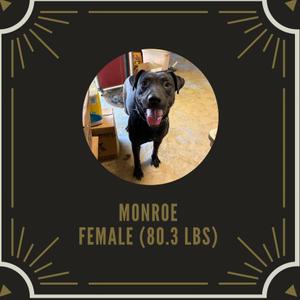 A black dog named Monroe, female, weighing 80.3 lbs, standing on a wooden floor with a table and chair in the background.