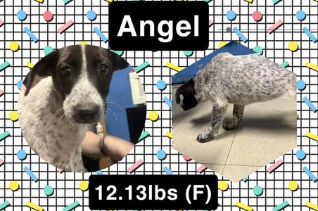 Angel, Australian Cattle Dog / Blue Heeler, young, available for adoption
