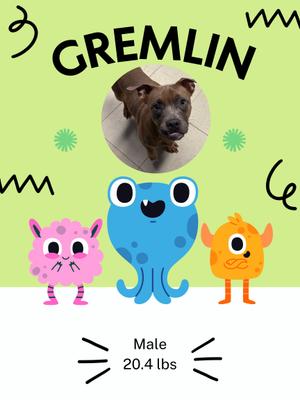 A poster with a picture of a dog named Gremlin. The dog is brown with a black muzzle and floppy ears. The poster also features three cartoon characters: a pink monster, a blue octopus-like creature, and an orange monster. The text on the poster reads "GREMLIN" at the top and "Male 20.4 lbs" at the bottom.