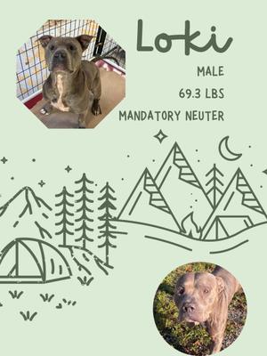 A poster for a dog named Loki, who is a male, 69.3 lbs, and a mandatory neuter. The poster features two photos of Loki, one in a cage and one outdoors. The background has a camping theme with mountains, trees, and a tent.