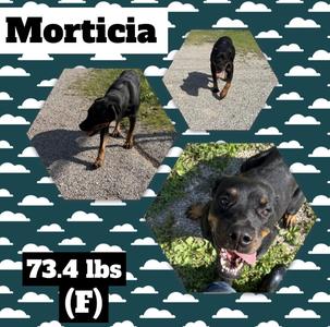 A collage of three images of a black and tan dog named Morticia. The top image shows the dog walking on a path, the middle image shows the dog from the side, and the bottom image shows the dog with its mouth open. The text "73.4 lbs (F)" is displayed in the bottom left corner.