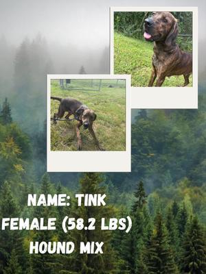 Tink, Coonhound, adult, available for adoption
